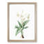 Crinum Flowers by Pierre-Joseph Redoute - Framed Print-55490540-55490542