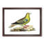 Madagascar Pigeon by George Shaw - Picture Frame Painting Print-55617726-55617723