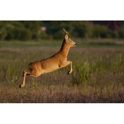 Roe Deer by Wrzesientomek - Wrapped Canvas Print