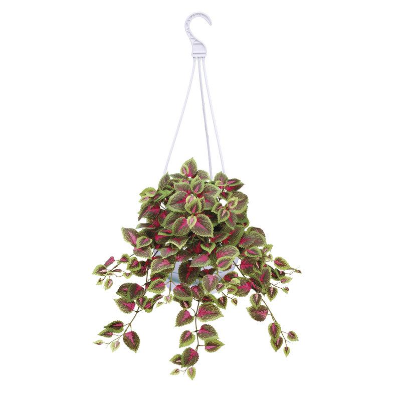 Arrangement de paniers suspendus mixtes