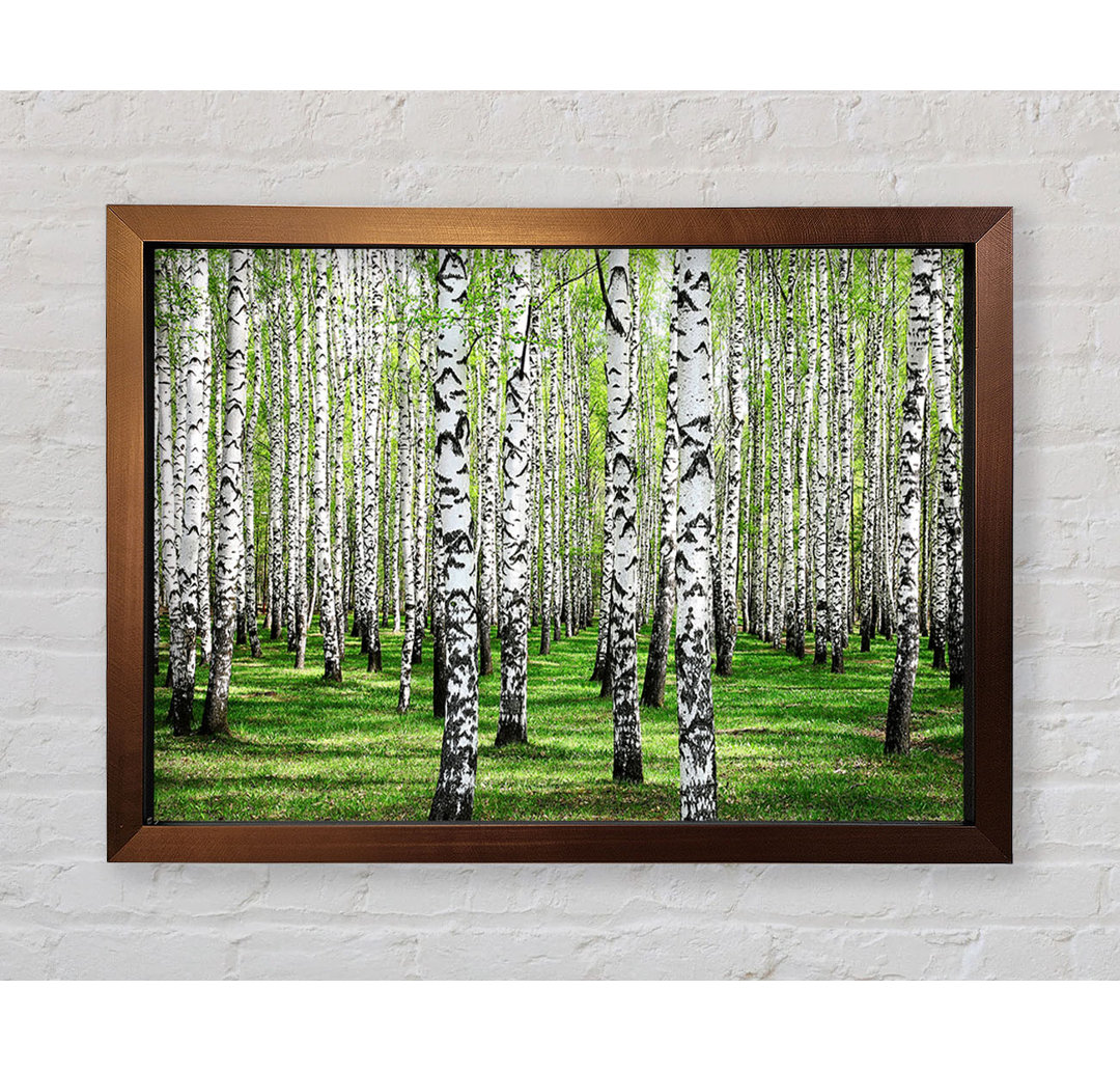 Silver Birch Beauty - Einzelner Bilderrahmen Kunstdrucke