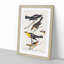 An Assortment of Birds by John Audubon - 1 Piece Single Picture Frame Painting-55544644-55544646