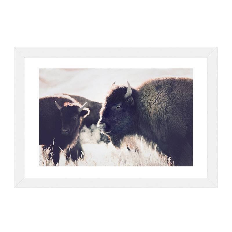 Photographie buffalo, H 24 po x l 32 po x P 1 po, Papier avec cadre blanc