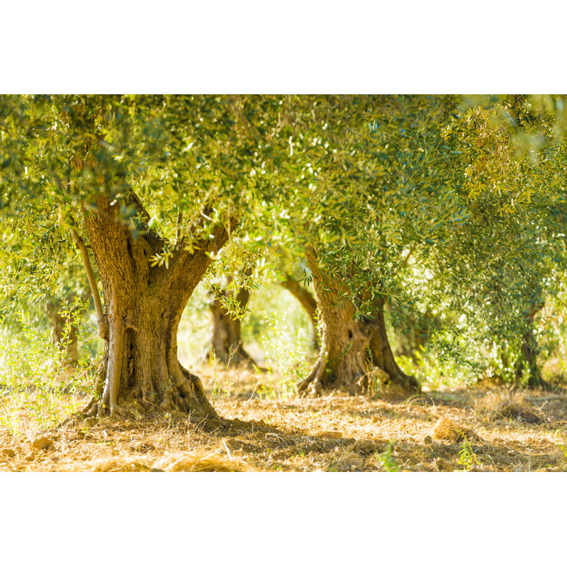 Olive trees in olive grove, 30cm H x 46cm W