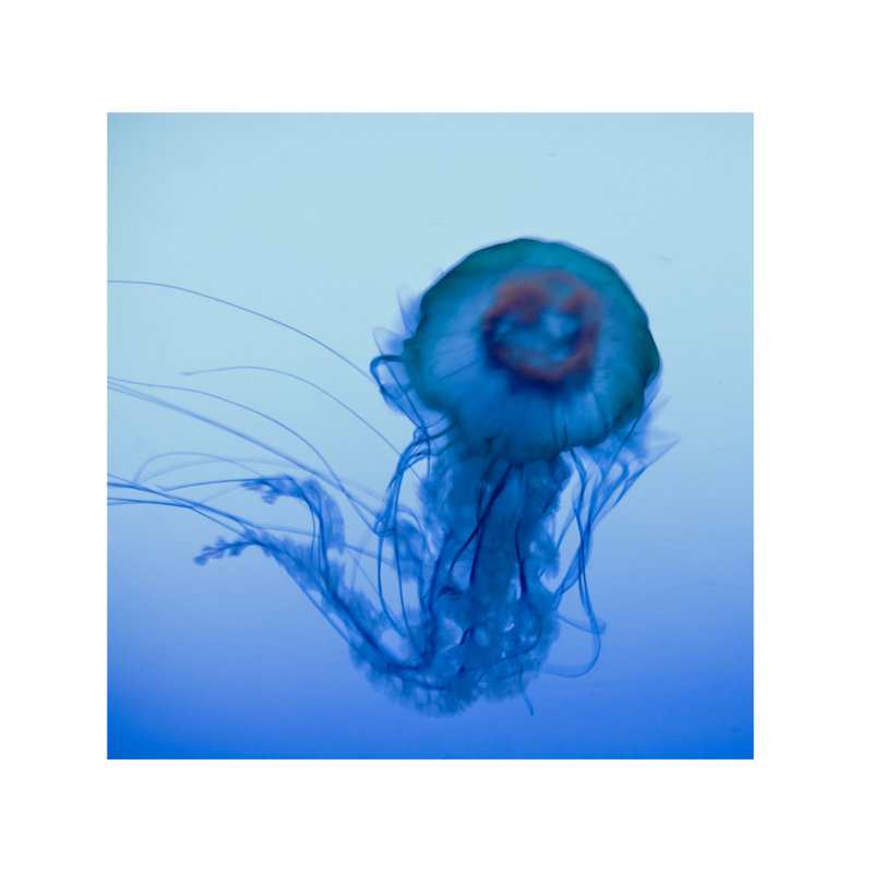 La Meduse 2 Print by Francis Augustine, 48" H x 48" W x 0.1" D, Acrylic, No Mat