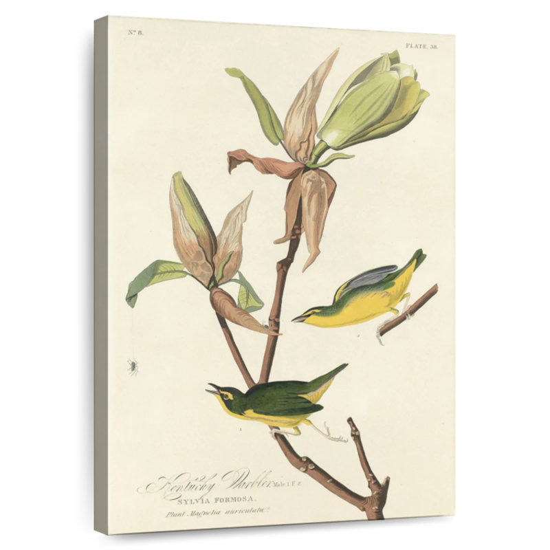 Brampt Kentucky Warbler, 36" H x 24" W