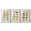 Histoire Naturelle Butterflies I - Impression personnalisée de qualité supérieure avec passe-partout - 3 pièces-1308418110-1308418097