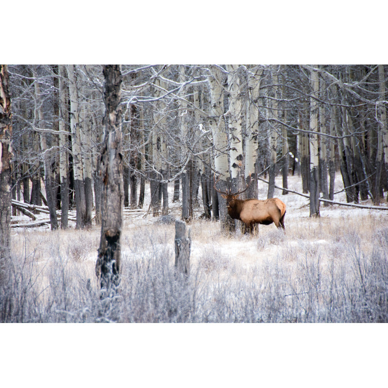 Large Bull by Wwing, 20" H x 30" W