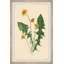 Fresh Dandelions - reproduction de cadre photo-167289934