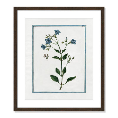 Colombe "Shabby Elegance Botanical II" Print