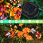 Lumières de jardin solaires Hoxsie, dernières lumières de fleurs et de papillons, se balançant avec le vent, cadeau de la fête des Mères (ensemble de 2)-1737258989