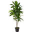 Plante artificielle en soie Dracaena (Real Touch)