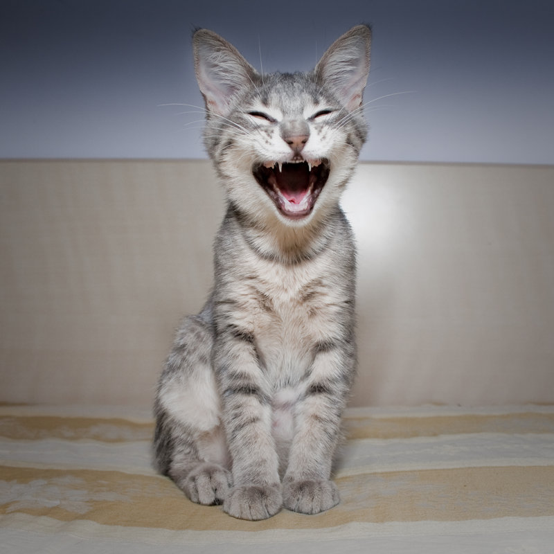 Happy Cat - Wrapped Canvas Print, 51cm H x 51cm W x 3.8cm D