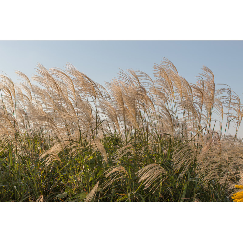 Japanese Silvergrass, Miscanthus Sinensis by Zawafoto - Wrapped Canvas Print, 30cm H x 46cm W