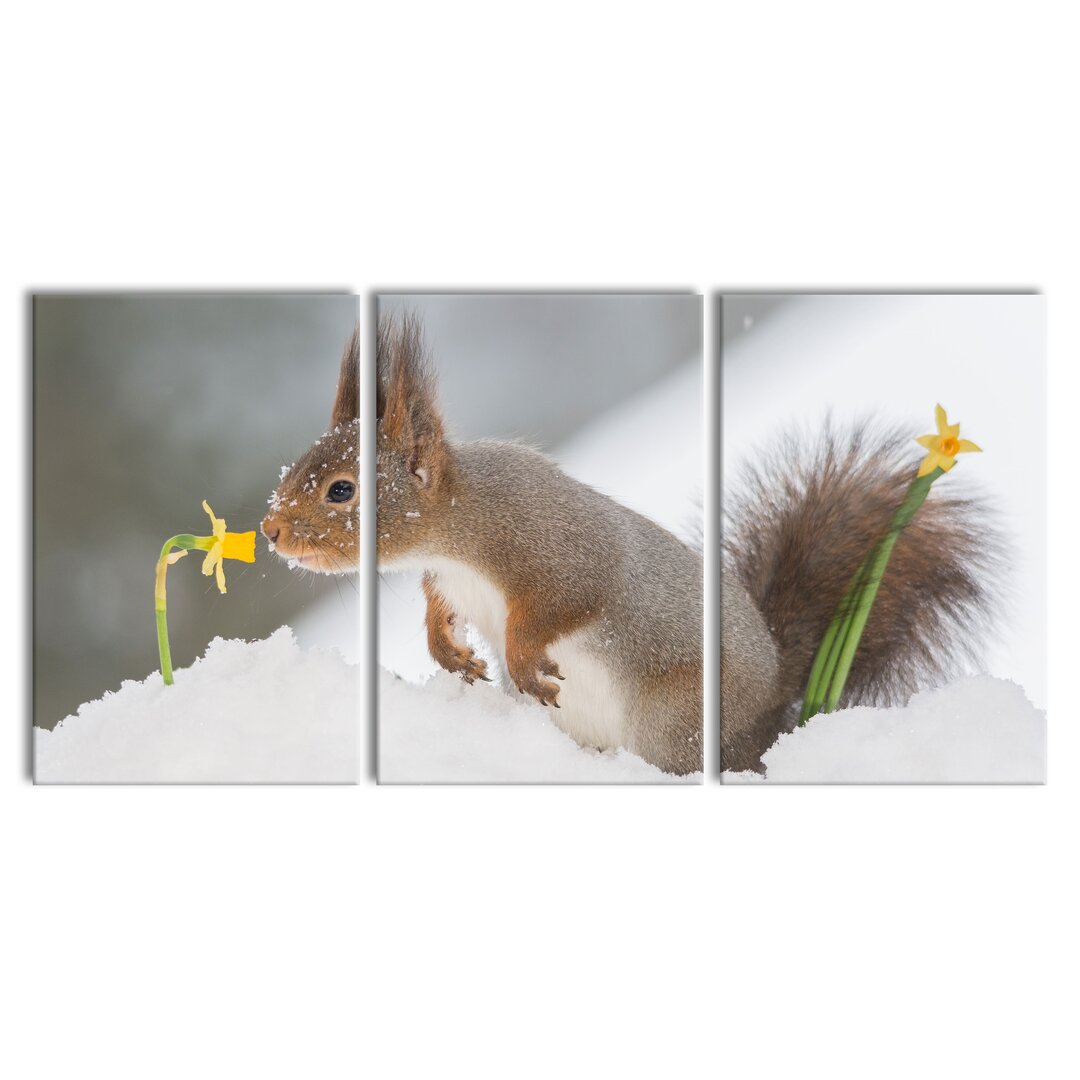 3-tlg. Leinwandbilder-Set Eichhörnchen im Schnee