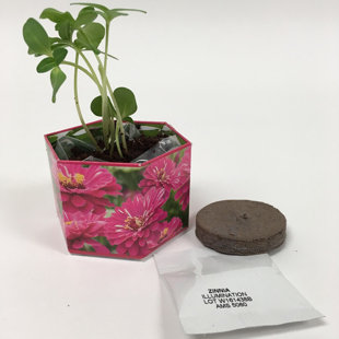 Glass Pot Planter