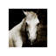 Aristotle II Print by Sofia Fox-26928868-26928869