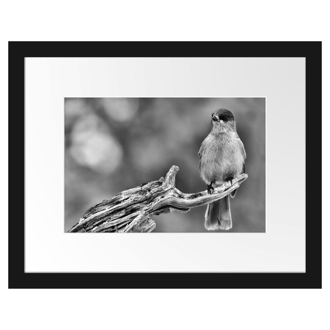 Gerahmtes Poster Kleiner Vogel auf Ast