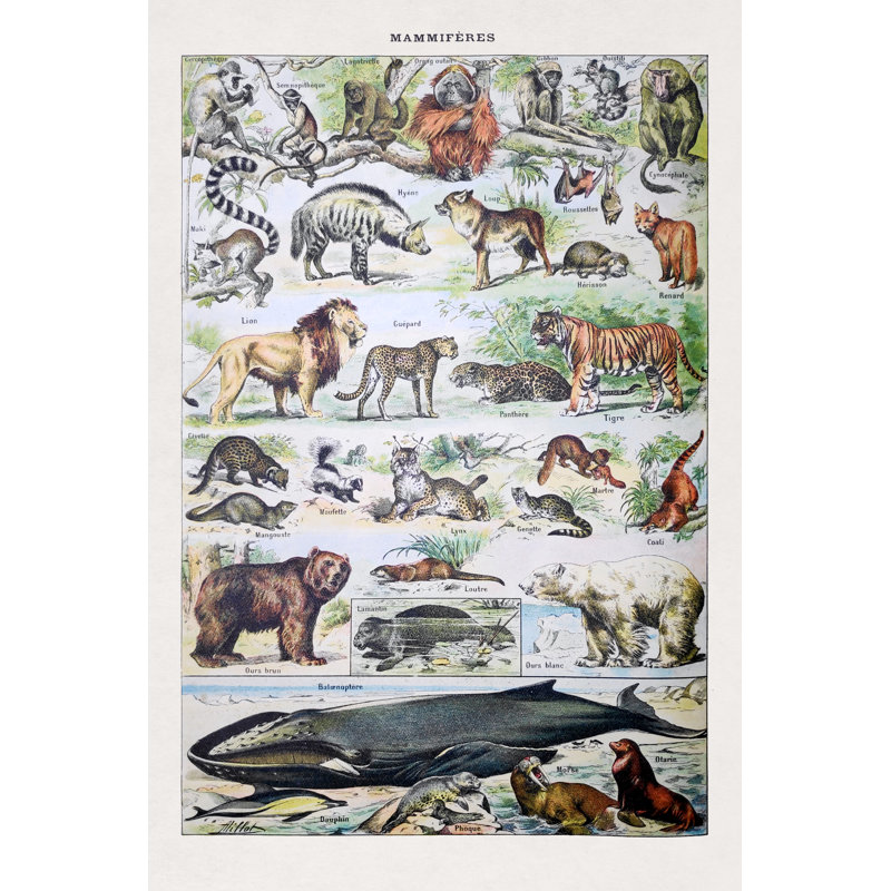 Mammals by Gwengoat - Wrapped Canvas Print, 46cm H x 30cm W