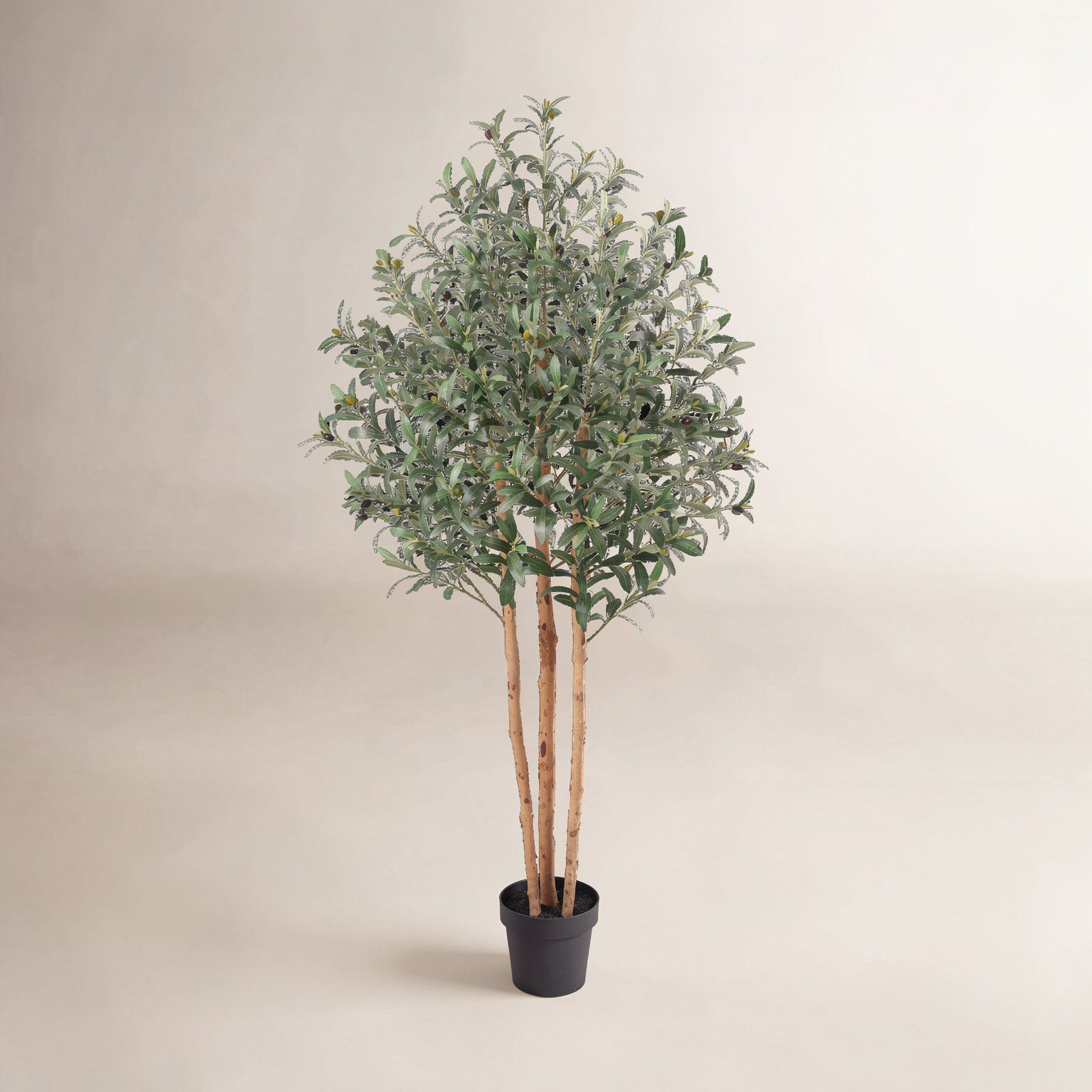 Ashwell Olive Tree in Pot, 72