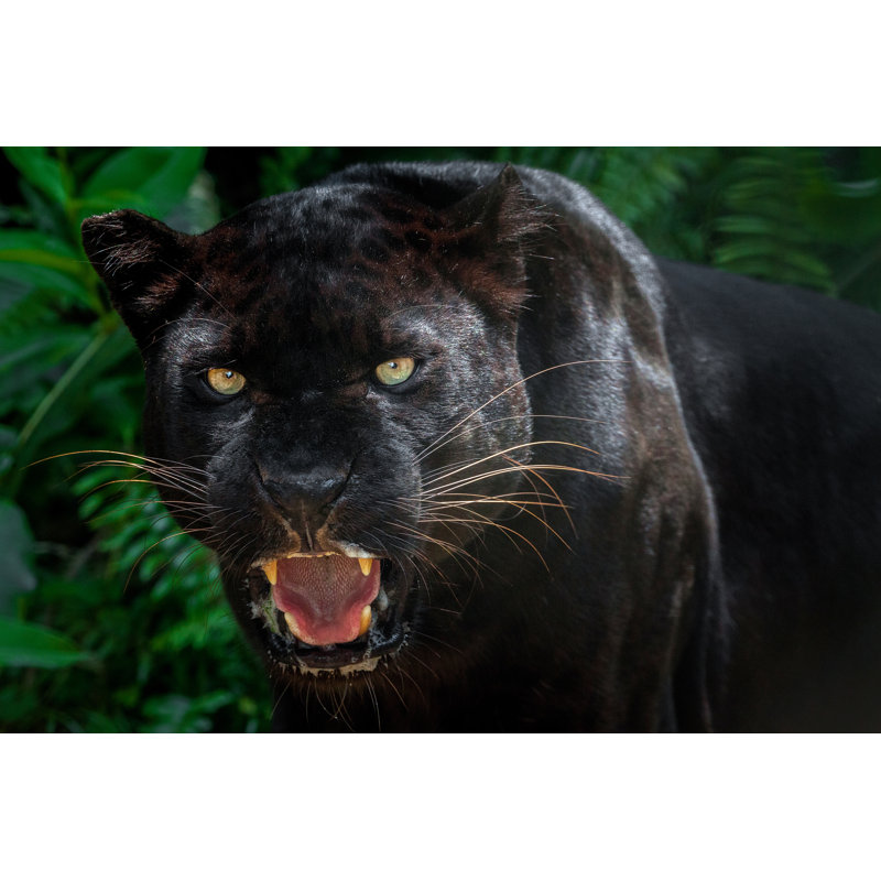 Beautiful Black Panther Picture by Apple2499 - Wrapped Canvas Print, 51cm H x 76cm W