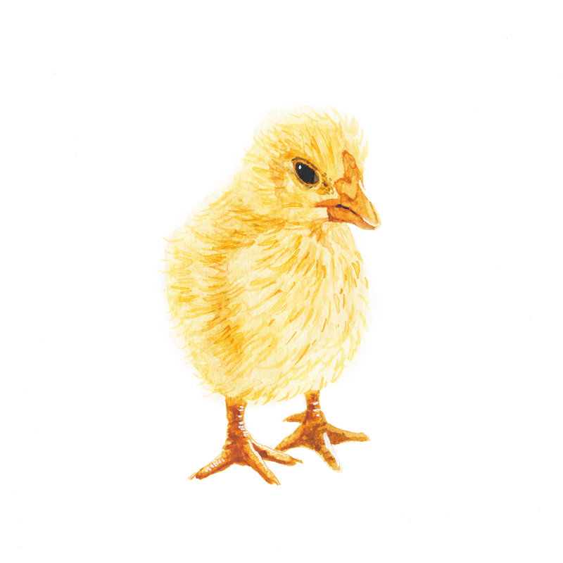 Yellow Baby Chick by Stephen Emlund - No Frame Art Prints on Canvas, 122cm H x 122cm W