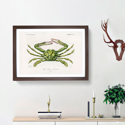 Green Crab by Charles d Orbigny - Framed Print