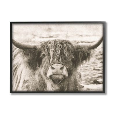 Photographie d'une vache Highland