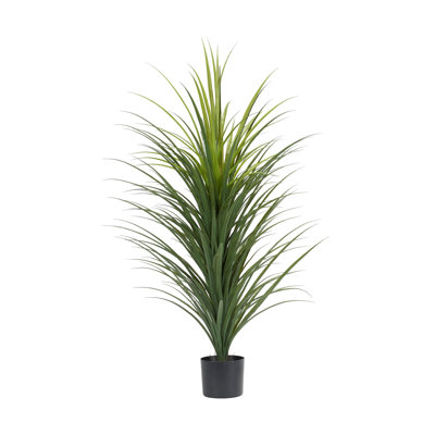 47" Panicum Grass in Nursery Pot