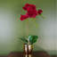 Plant-107235547