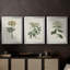 Antique Turpin Botanical VII - Toile tendue avec châssis sur mesure - 3 pièces-347854212-347854236