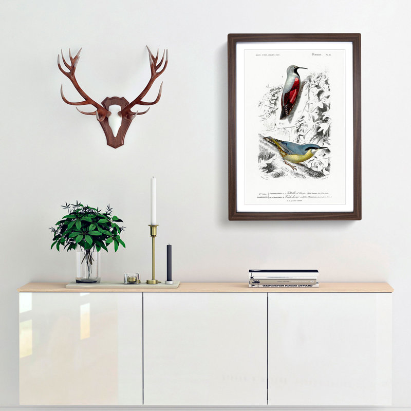 Bird Illustrations PL. 16 by Charles D' Orbigny - Single Picture Frame Painting, 63cm H x 45cm W x 2cm D, Walnut Framed