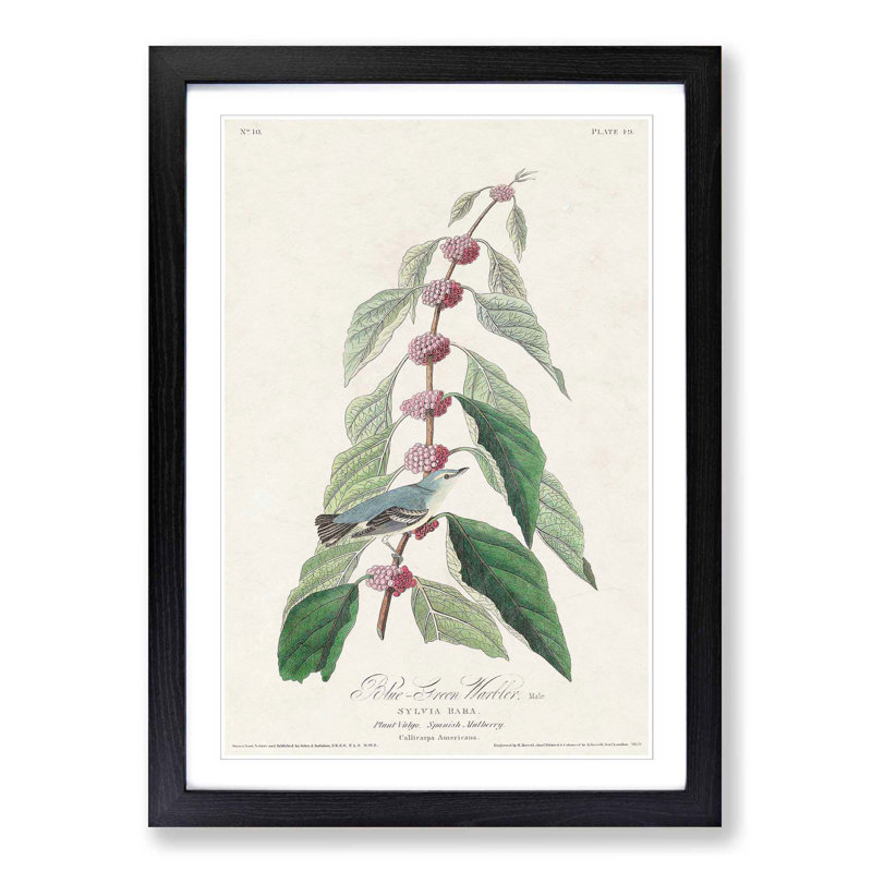 Blue Green Warbler Bird by John Audubon - Picture Frame Painting Print, 48cm H x 36cm W x 2cm D, Black Framed