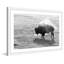 « solitaire buffalo », reproduction de photo sur papier encadrée-19578854