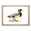 A Mallard Duck by Von Wright - Single Picture Frame Painting-55453407-55453408