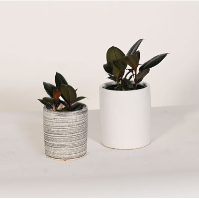Upshining Live Foliage Plant in Ceramic Pot