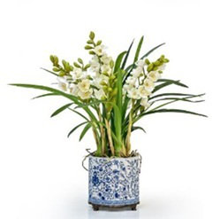 Orchidée cymidium dans le pot à fleurs