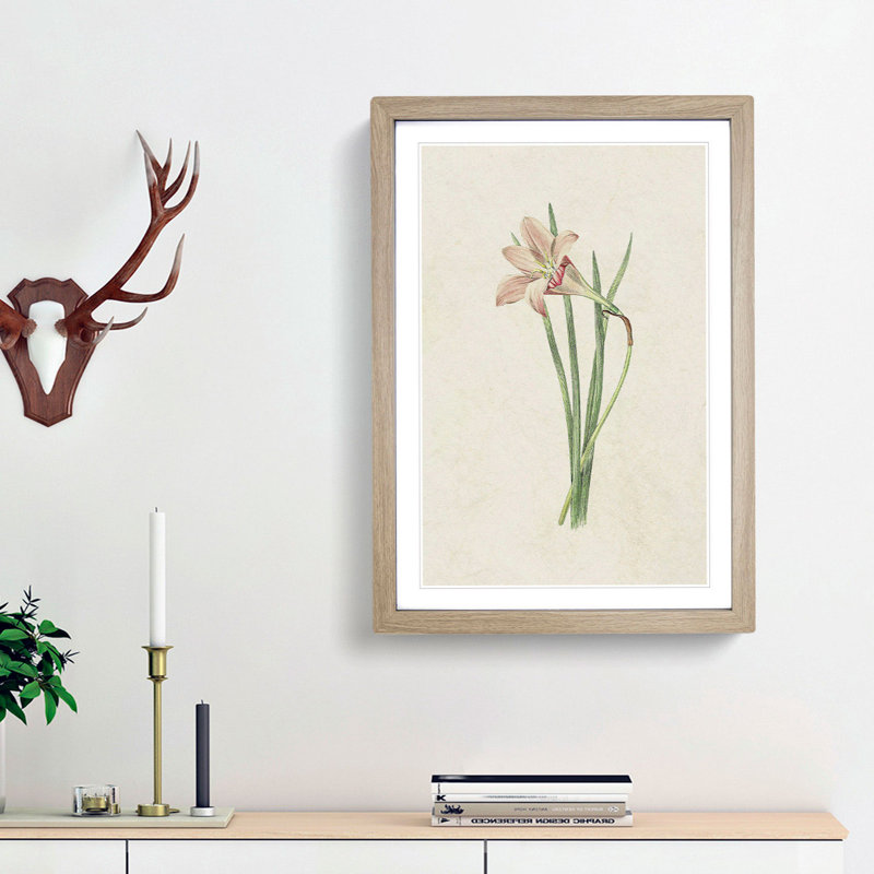Pink Zephyr Lily Illustration - Framed Print, 48cm H x 36cm W x 2cm D, Oak Framed