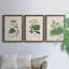 Antique Turpin Botanical I - ensemble de 3 peintures sur toile encadrées-1376143611-1376143608