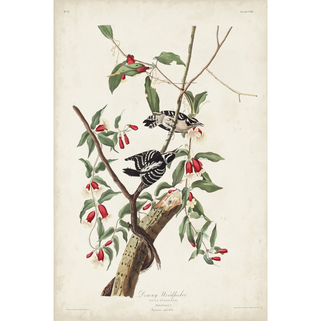 Leinwandbild Pl. 112 Downy Woodpecker von John Audubon