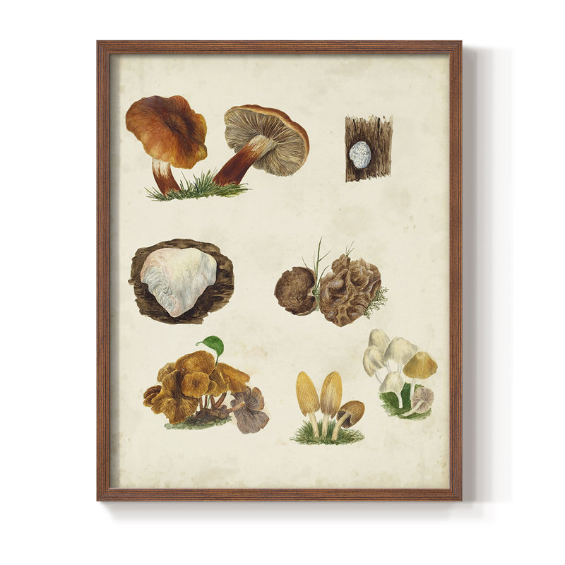 «Mushroom Species I», reproduction encadrée - bois massif, Brun, H 14 po x l 11 po
