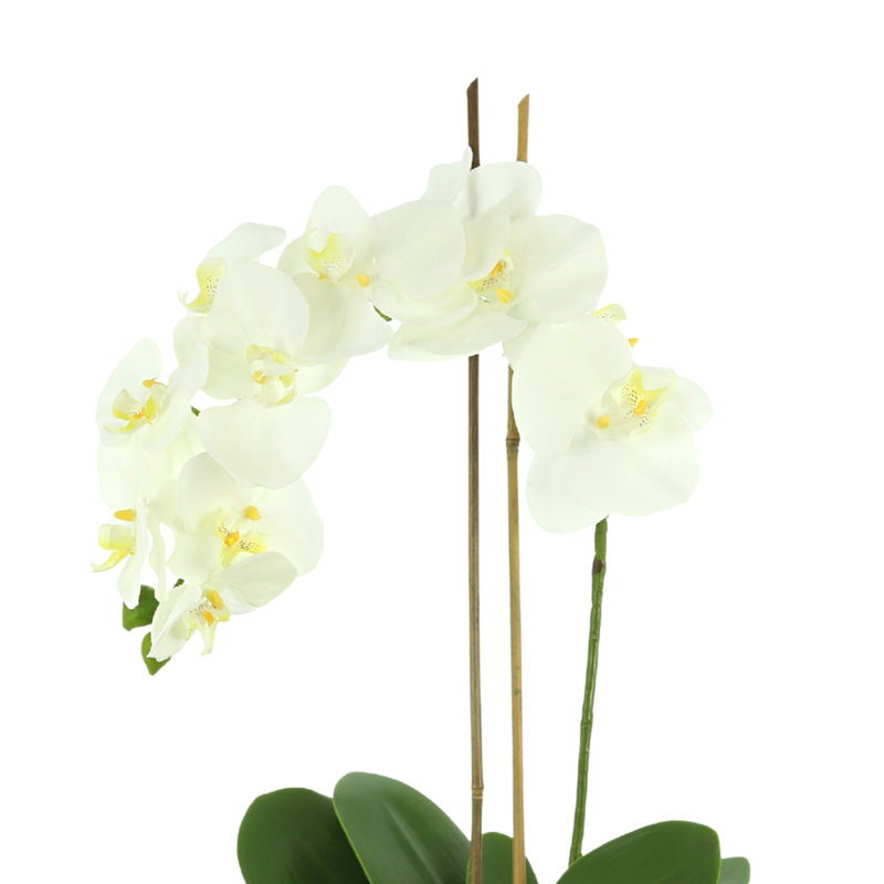 Orchid Floral Arrangement in Pot