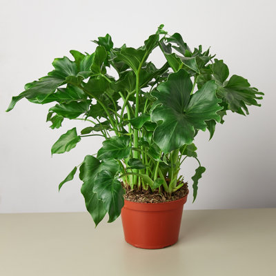 House Plant Shop Live Philodendron Plant