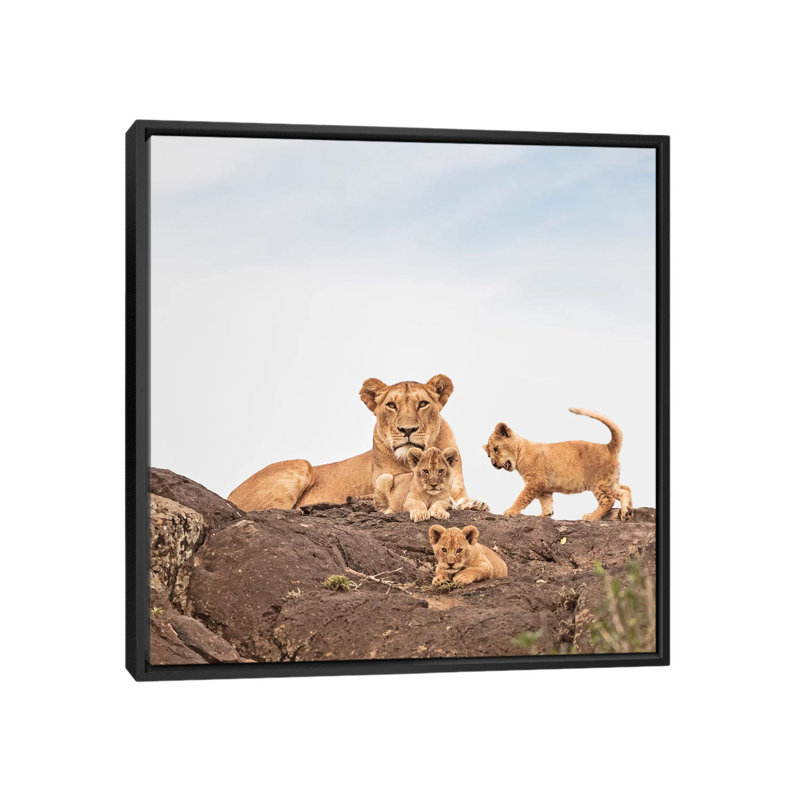 Colour Lioness & Cubs by Klaus Tiedge - Print on Canvas, 45.72 cm H x 45.72 cm W, Black Framed Canvas