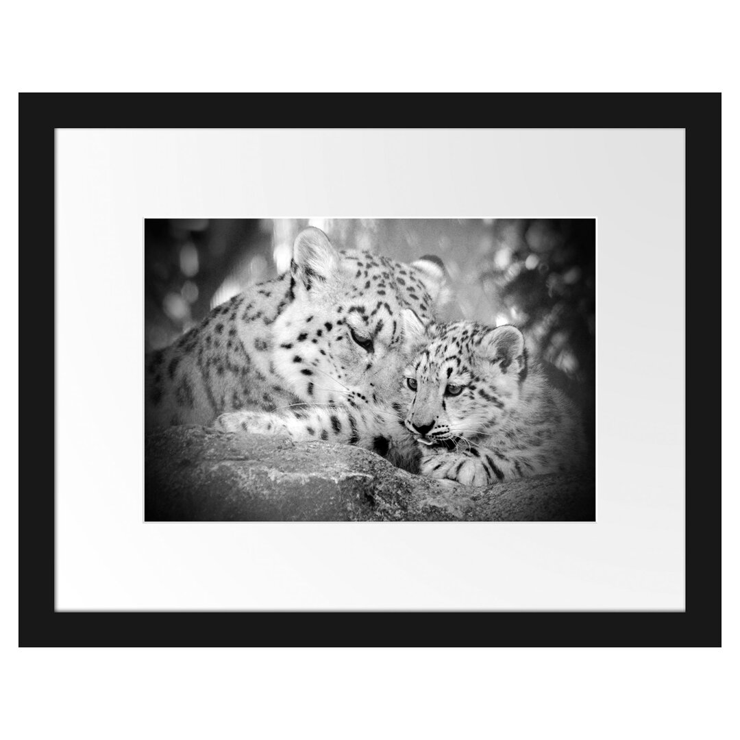 Gerahmtes Fotoposter "Leopard mit Jungtier