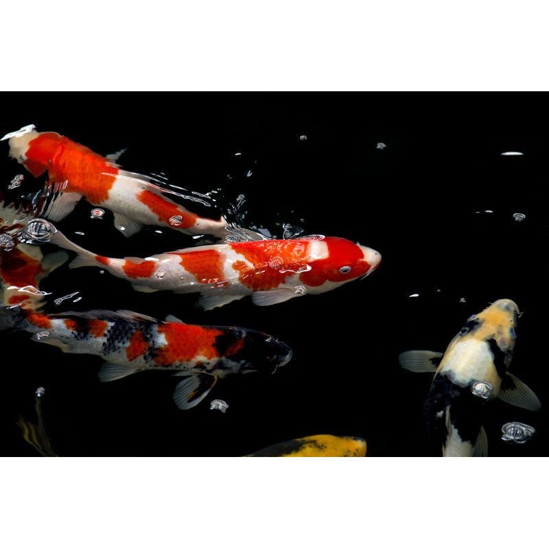 Koi Fish Underwater by Thornchai - Wrapped Canvas Print, 30cm H x 46cm W x 3.8cm D
