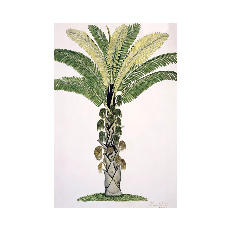 Palmier, œuvre d'art - reproduction d'art murale - toile tendue, 18" x 12", Gallery Wrapped Canvas, No Frame