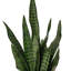 Faux Snake Plant Plant in Cement Pot