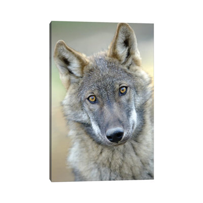 Wolf 1 Piece Wrapped Canvas Wall Art