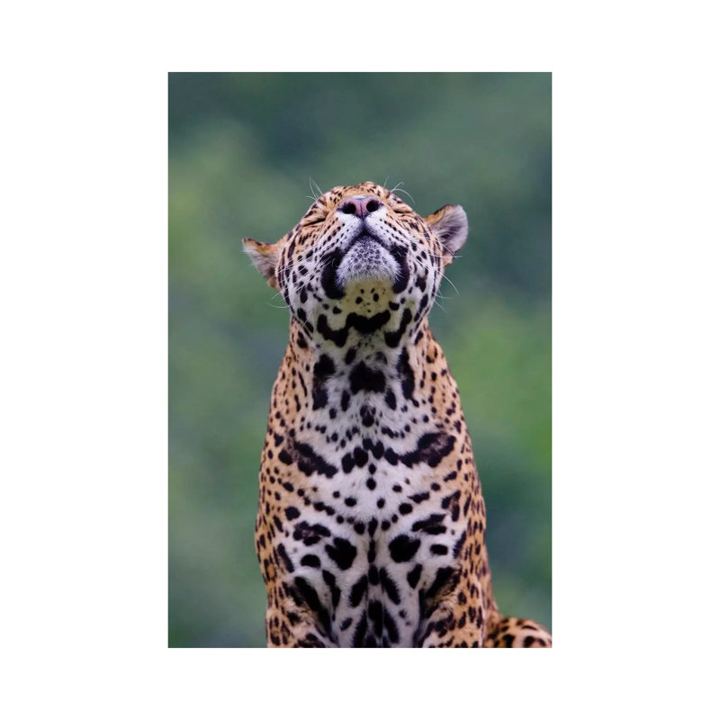 Jaguar II by Goran Anastasovski - Wrapped Canvas Print, 20.32 cm H x 30.48 cm W